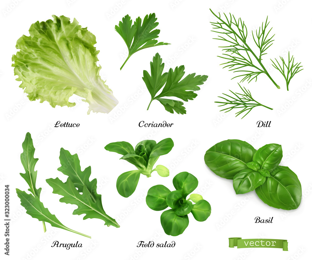 绿色和香料逼真矢量集。生菜、香菜叶、dill、芝麻菜、沙拉、罗勒