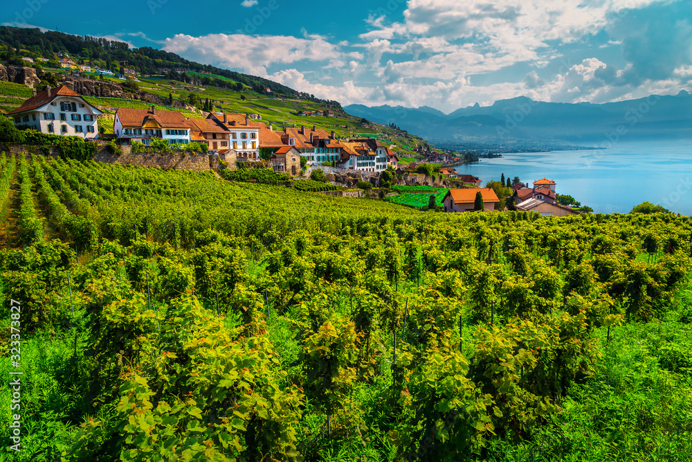瑞士沃州Chexbres村附近Lavaux地区壮观的葡萄园