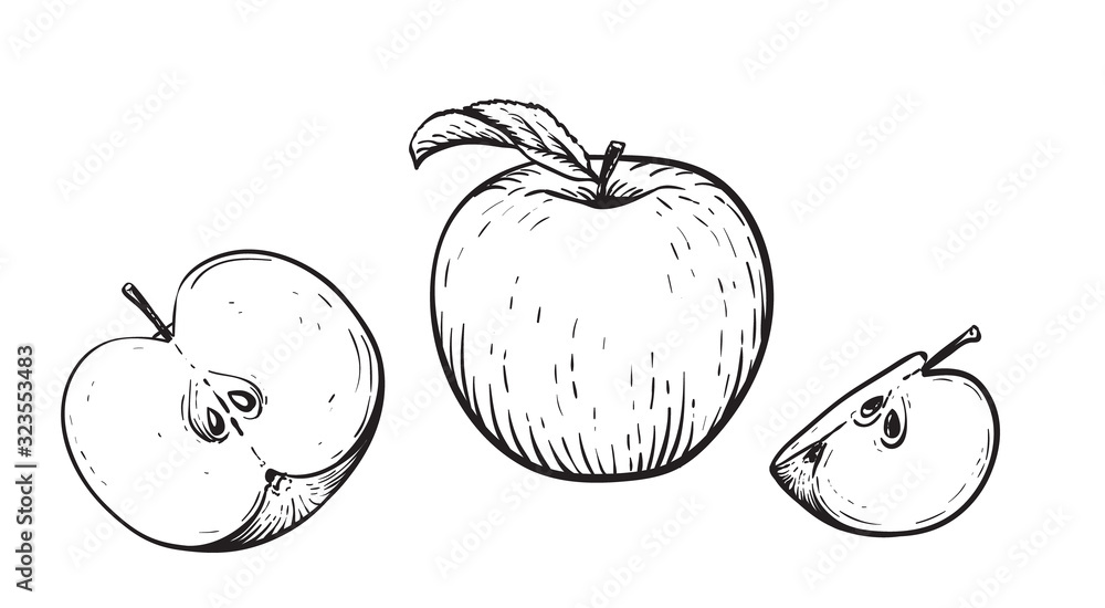 苹果半个和苹果叶的雕刻矢量插图。复古。手绘逼真博士