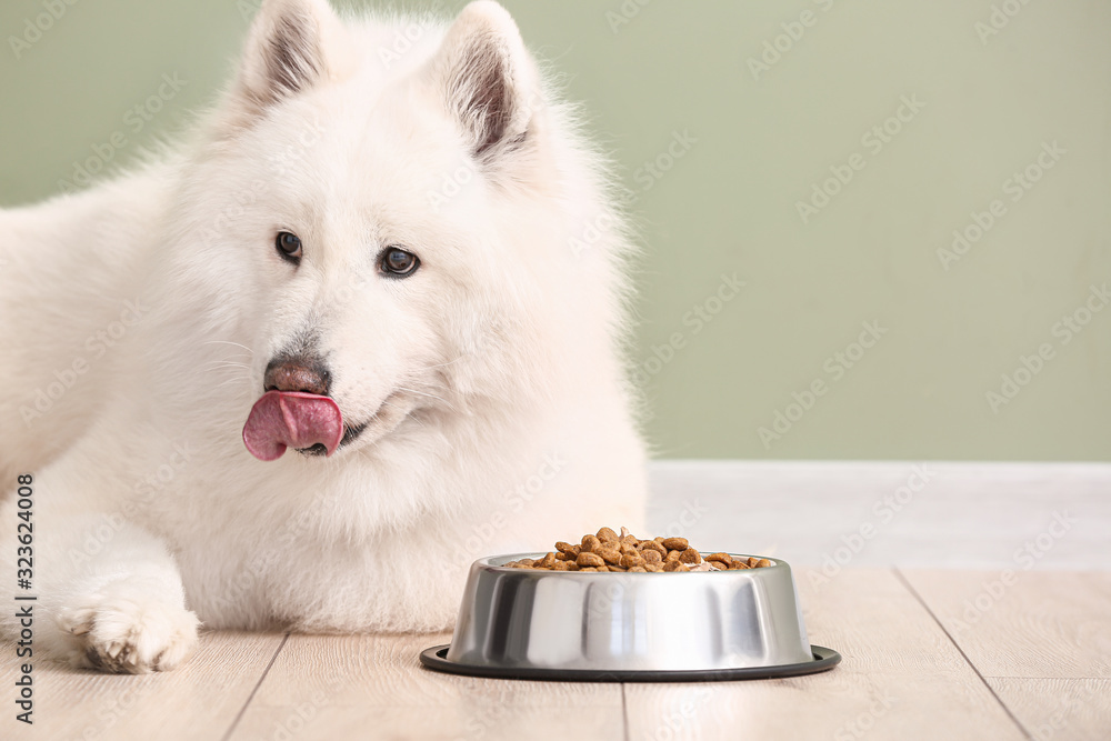 可爱的萨摩耶狗和碗，食物靠近彩色墙