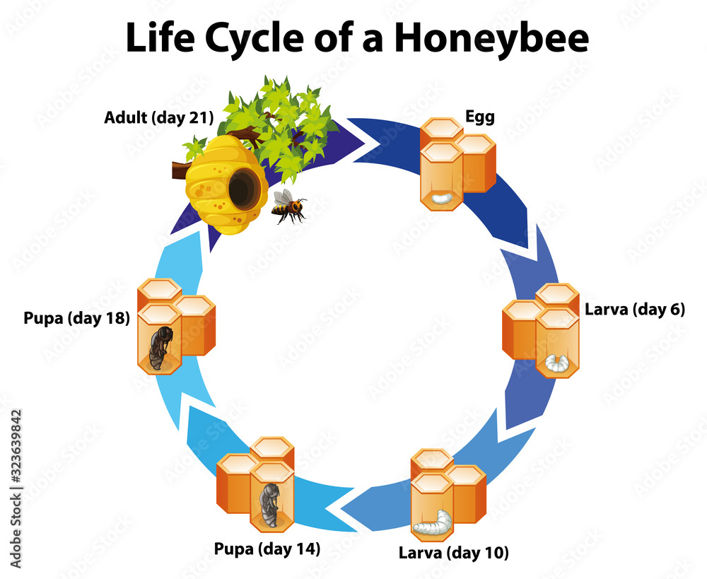 蜜蜂生命周期示意图