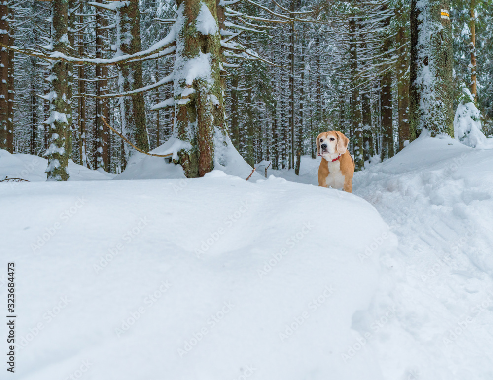 比格犬在户外徒步旅行中在深雪森林小路上等待。有趣的宠物概念