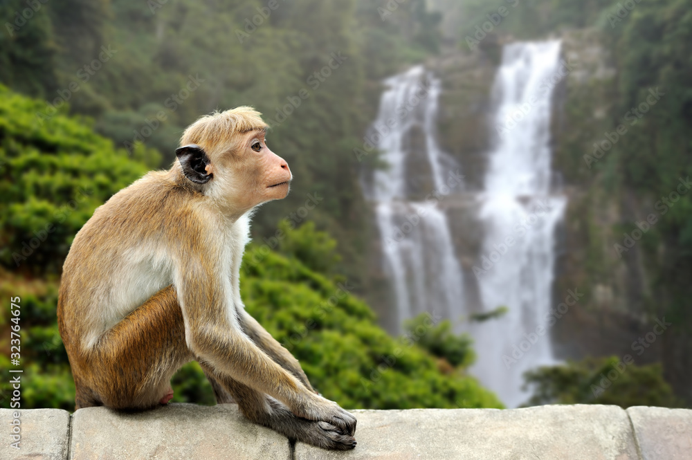 活的大自然中的猴子