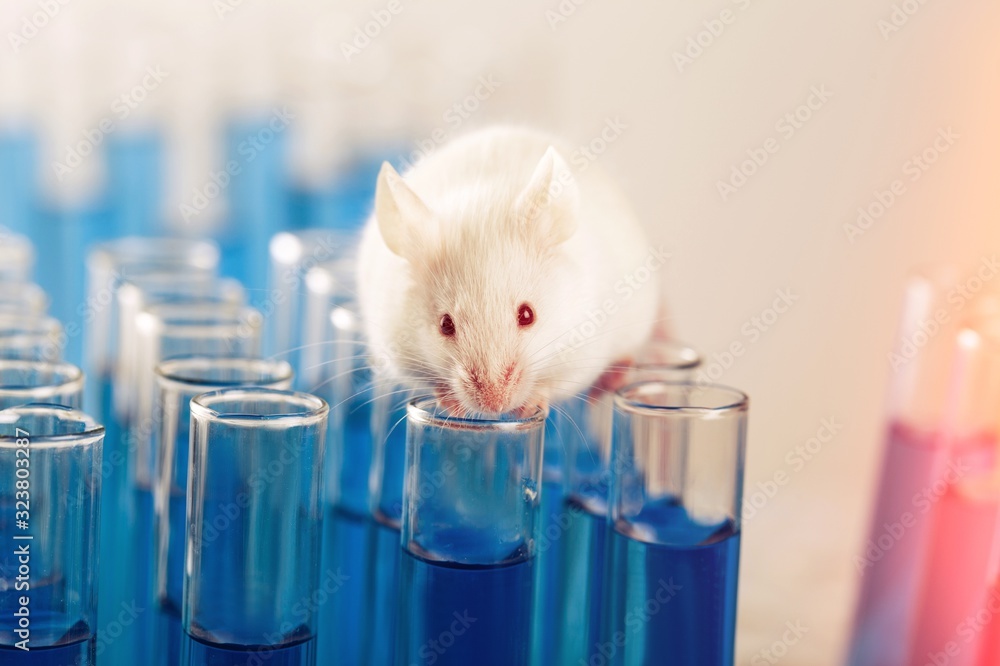 White lab laboratory rat with test tubes
