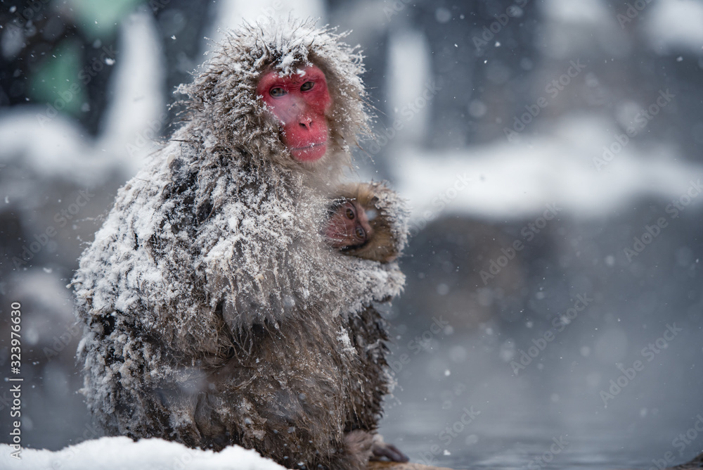日本四国公园的雪猴。