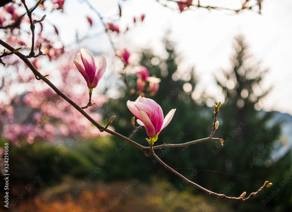  Blossoming magnolia flowers in spring time