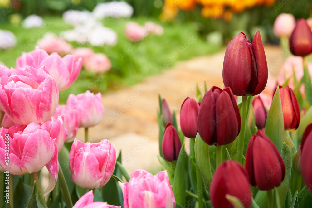 Beautiful garden background with tulips and and garden stone path. Tulip flowers on spring backgroun