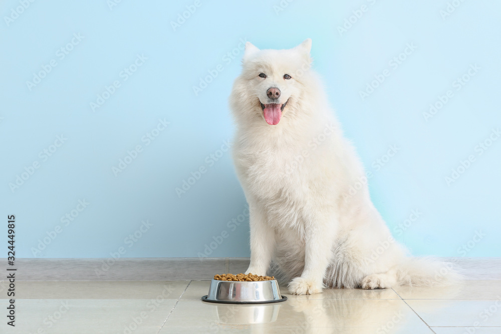 可爱的萨摩耶犬和碗，食物靠近彩色墙