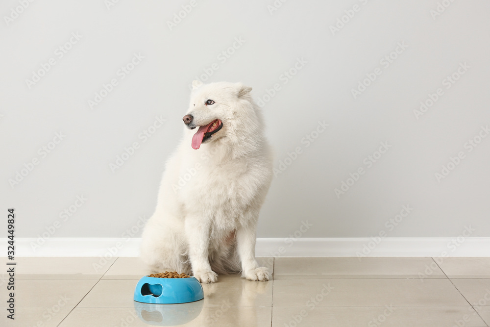 可爱的萨摩耶狗和靠近光墙的碗里有食物
