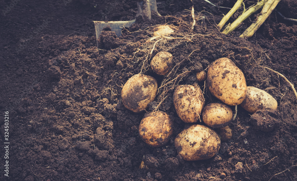 Beautiful fresh large tubers of new potatoes on a brown ground close-up.