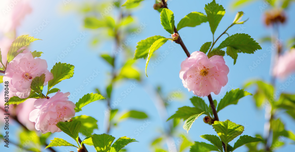 blurred sakura tree background on beautiful sunny day