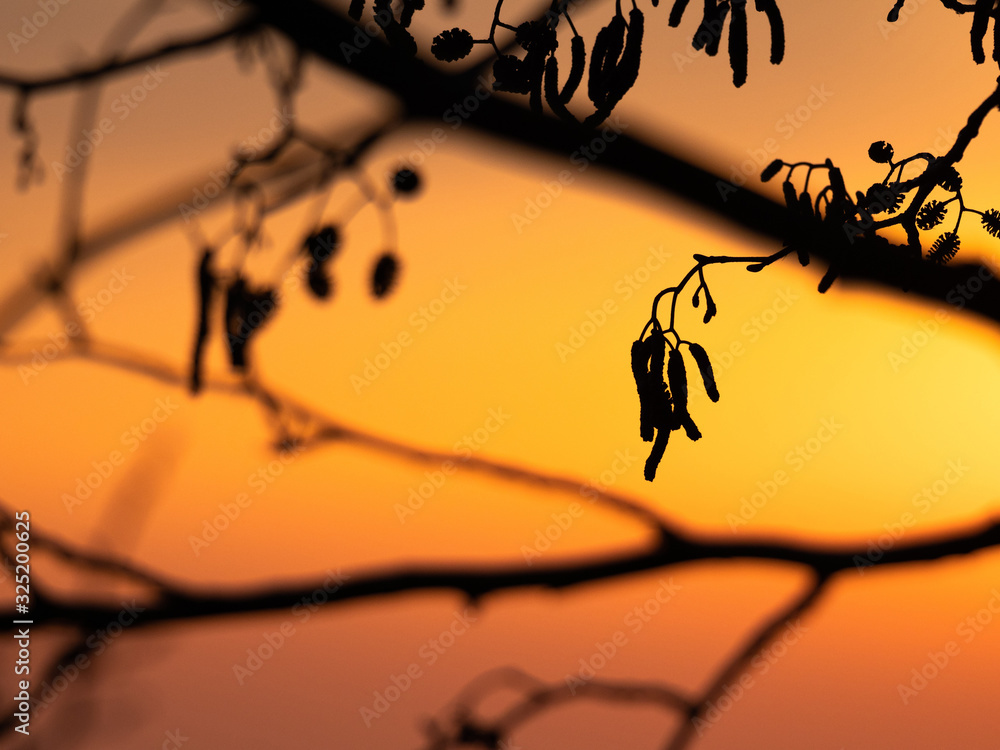 日出时赤杨树枝的剪影。自然背景系列