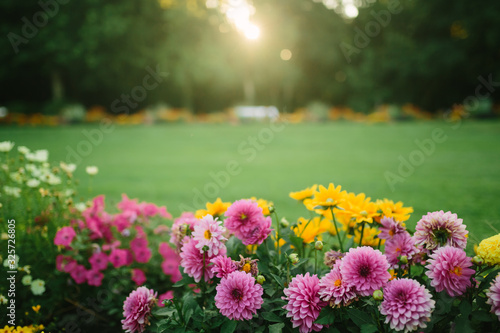 美丽的花园，阳光下有盛开的紫苑和不同的花朵，景观设计，sp