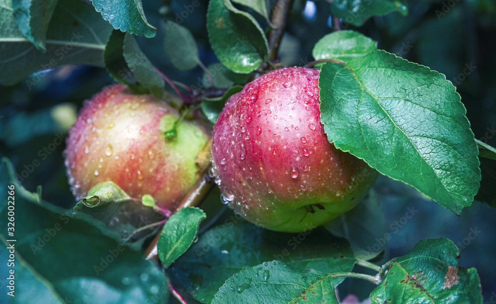 Two beautiful juicy ripe ruddy apples on branch c drops of dew water in green foliage close-up on na