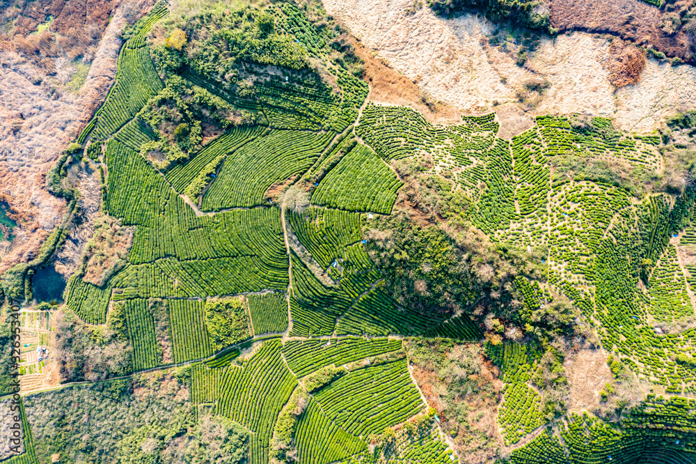 绿茶种植园鸟瞰图