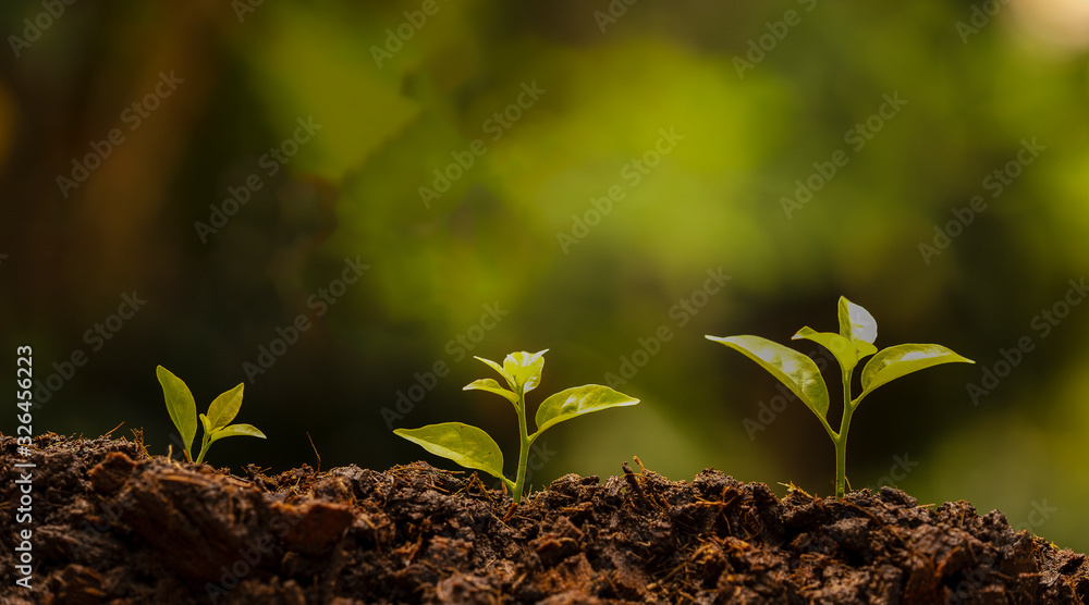 ัyoung green nature sprout in the soil is growing up. ecology and agriculture concept.