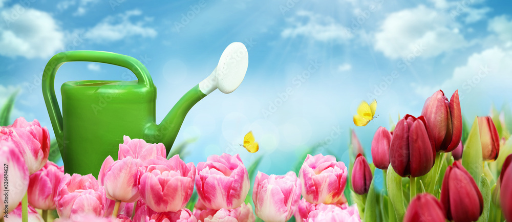 Beautiful garden background with tulips, watering can, blue sky and yellow butterfly. Pink and red t