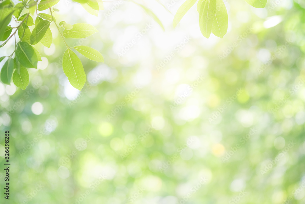Beautiful nature view of green leaf on blurred greenery background in garden and sunlight with copy 