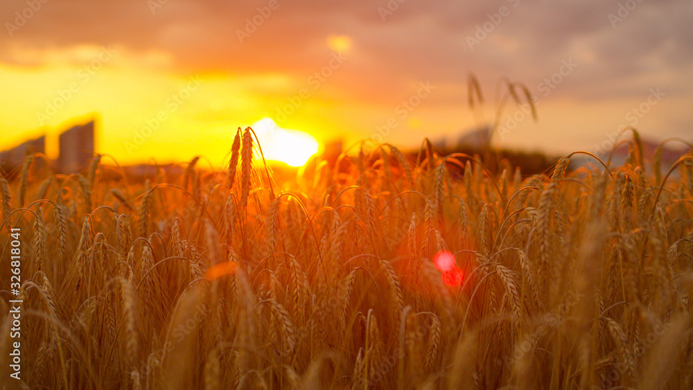 特写：金色的阳光透过农田上干燥的黄色麦穗照耀