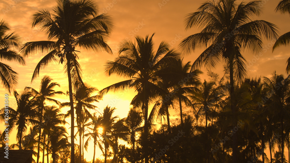 CLOSE UP: Stunning coconut palm trees moving in summer breeze at golden sunset