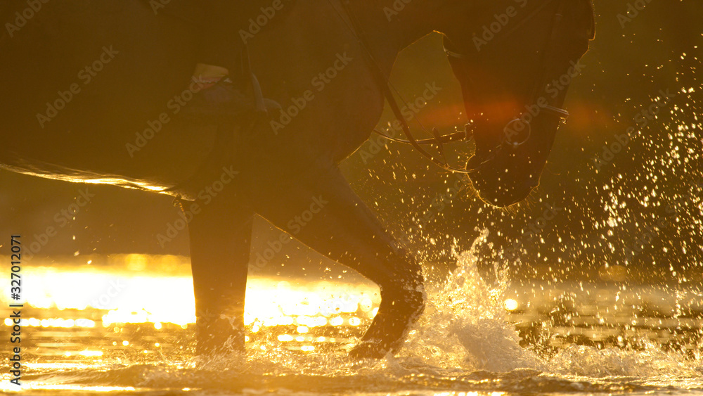 特写：金色日落时，快乐的深棕色马在河水中嬉戏