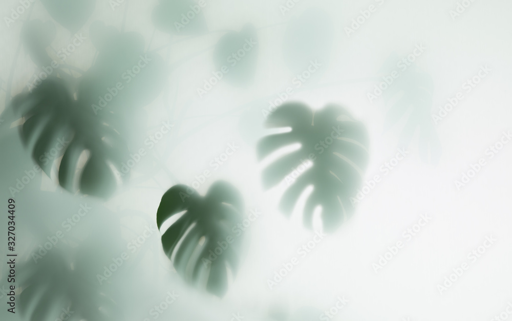 雾中的梦蝶棕榈