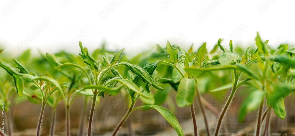 种植托盘中生长的小苗。新鲜的天然有机产品