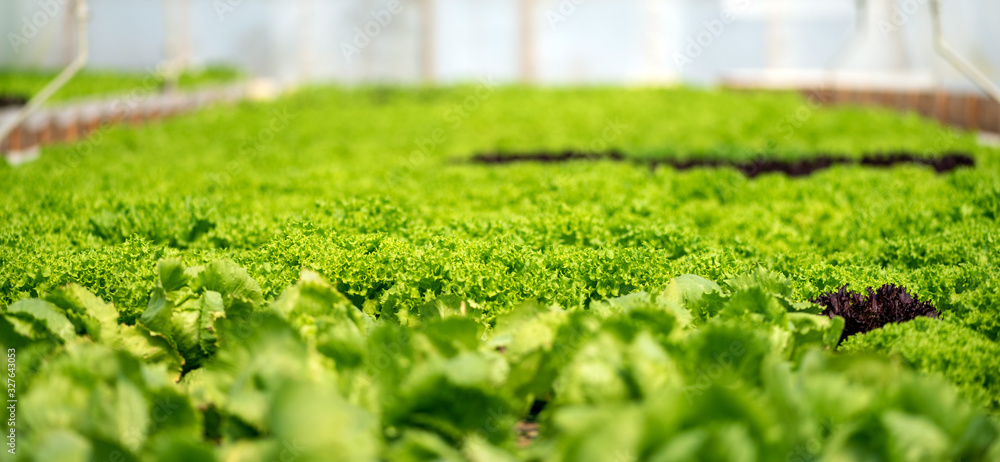 Organic hydroponic vegetable cultivation farm. Fresh natural organic product