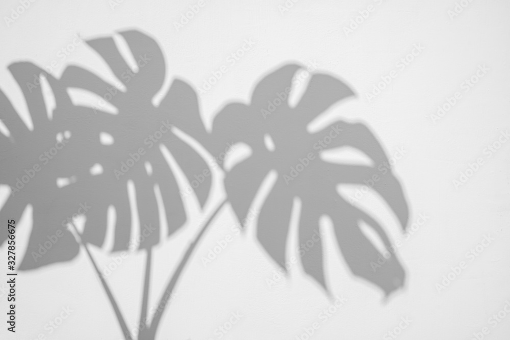 混凝土纹理墙面背景上的梦蝶树叶阴影。白色和黑色色调