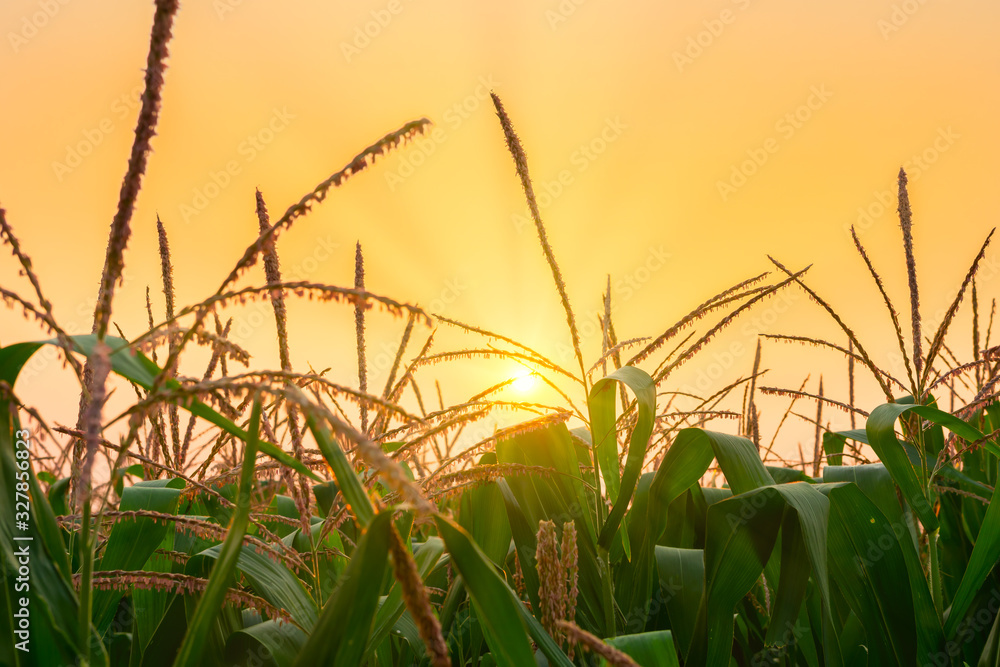 农田里的玉米地，早晨阳光明媚
