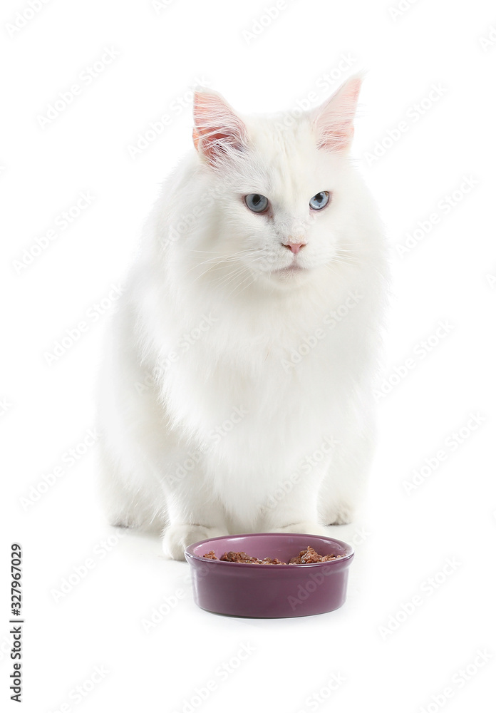 可爱的缅因州库恩猫靠近碗，白底有食物