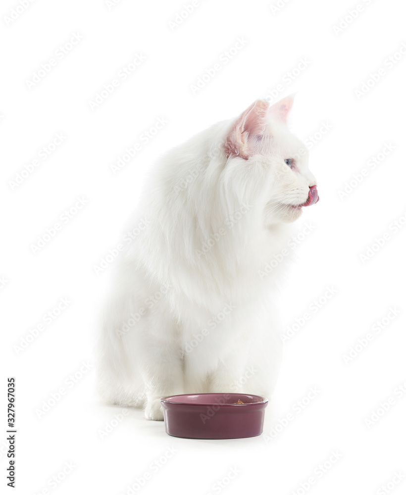 可爱的缅因州库恩猫靠近碗，白底有食物