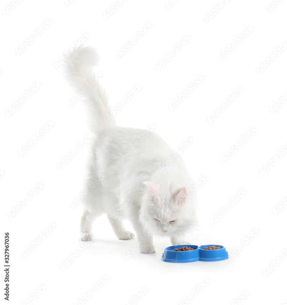 可爱的缅因州库恩猫在吃白底碗里的食物
