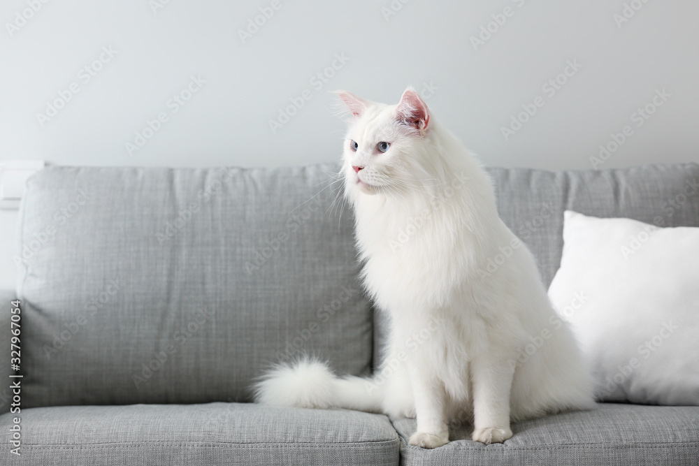 可爱的白色缅因库恩猫在家