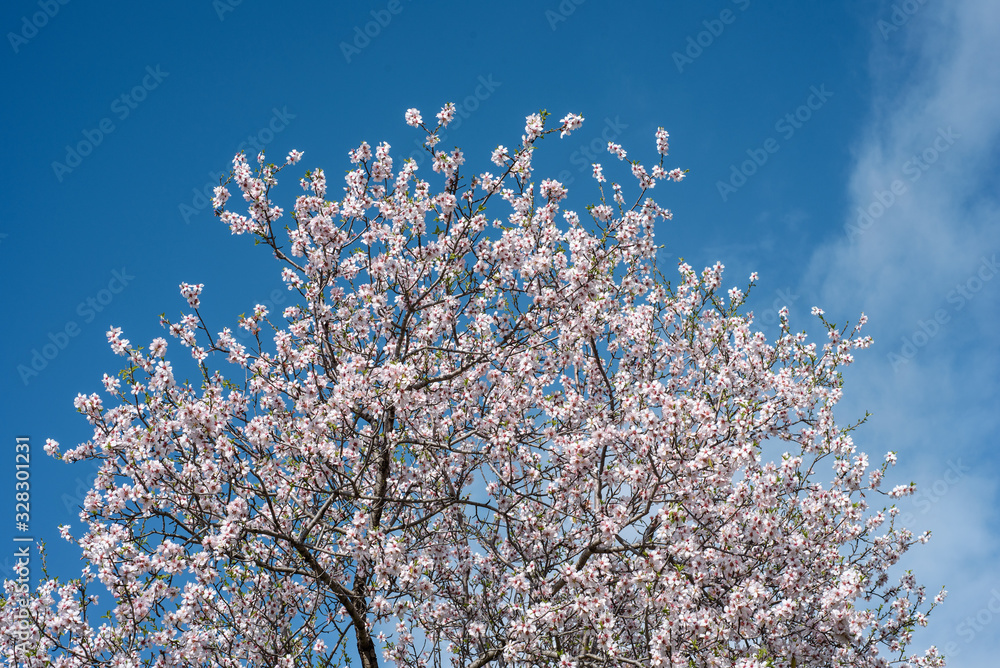 蓝天下开着白花的杏树顶