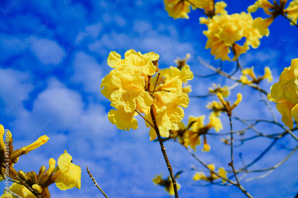Golden Trumpet Tree and Flower