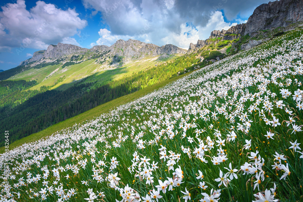 Wonderful white daffodils field on the slopes, Bucegi, Carpathians, Romania