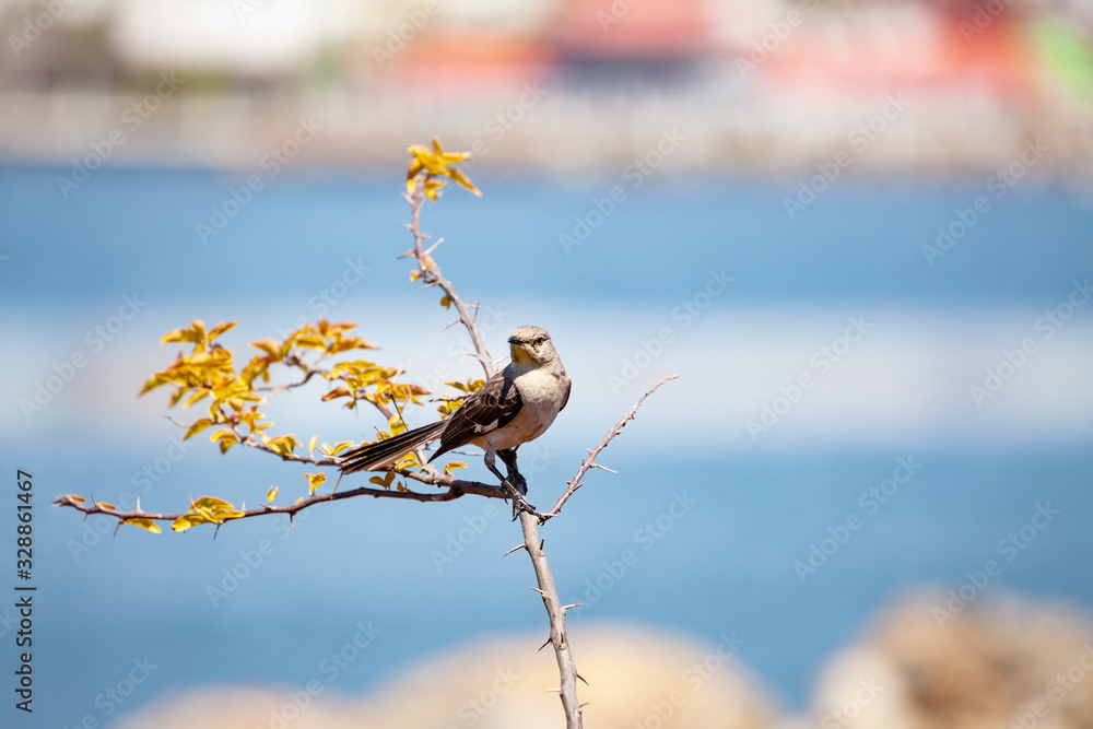春天，麻雀坐在河上的灌木树枝上