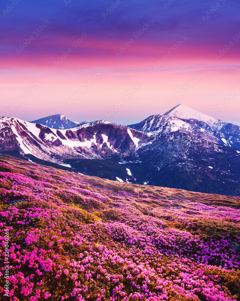 夏天，杜鹃花覆盖了山脉和草地。雪上闪耀着紫色的日出之光