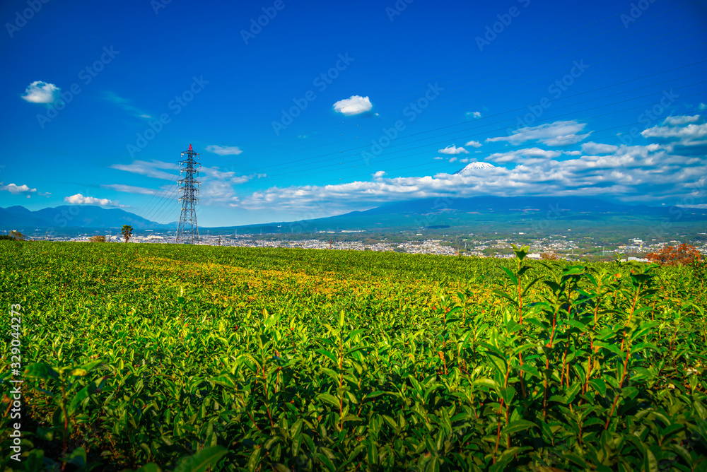 日本静冈市白天富士山和绿茶田的景观图像。