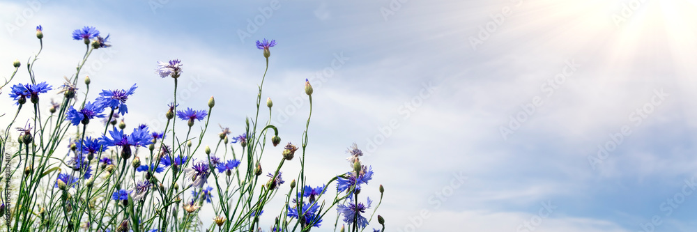 晴朗的蓝天上的野花，春天的草地