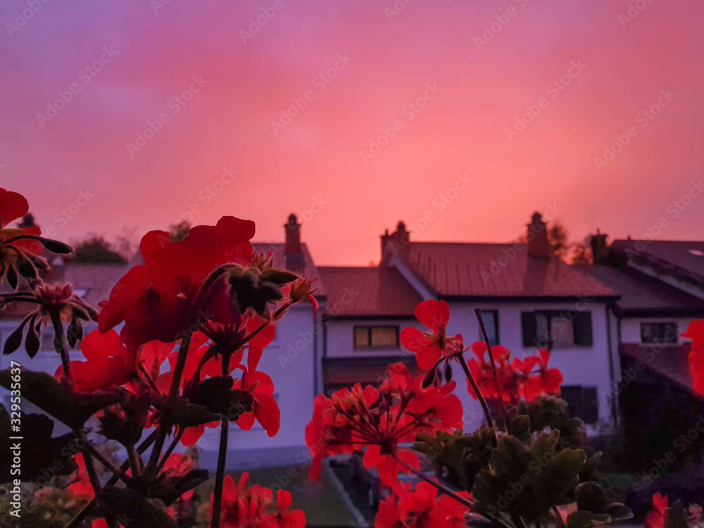 特写，自由度：暴风雨过后，红色的夜空笼罩在盛开的花朵上方。