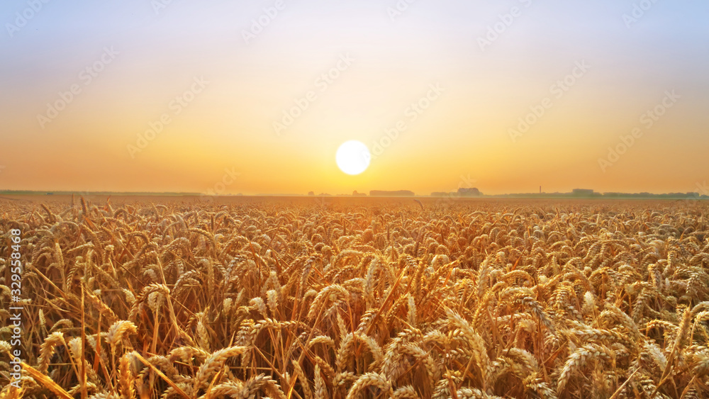日落时金色的麦田；乡村的丰收风景