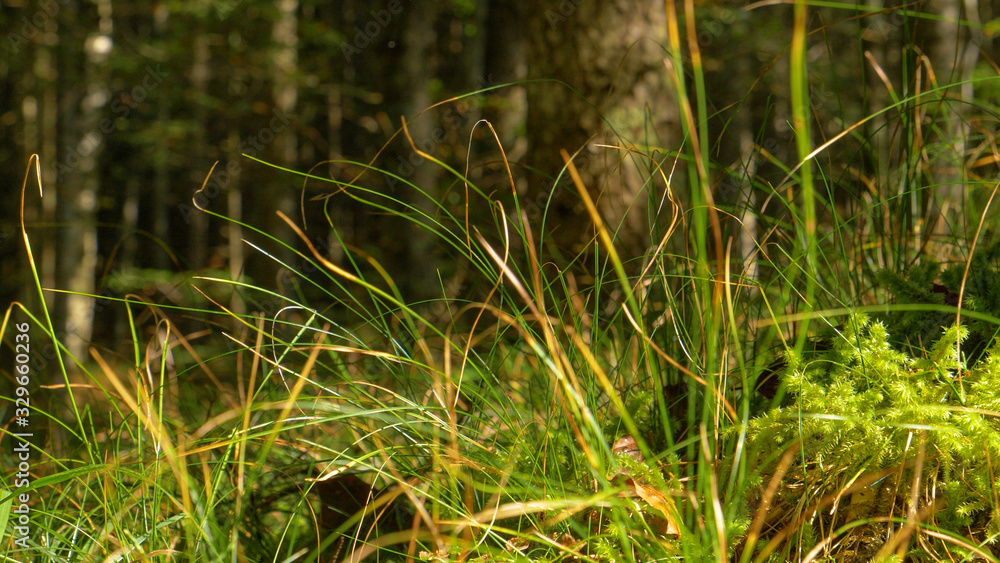 MACRO, DOF: Stalks of grass growing out of the mossy ground sway in the breeze