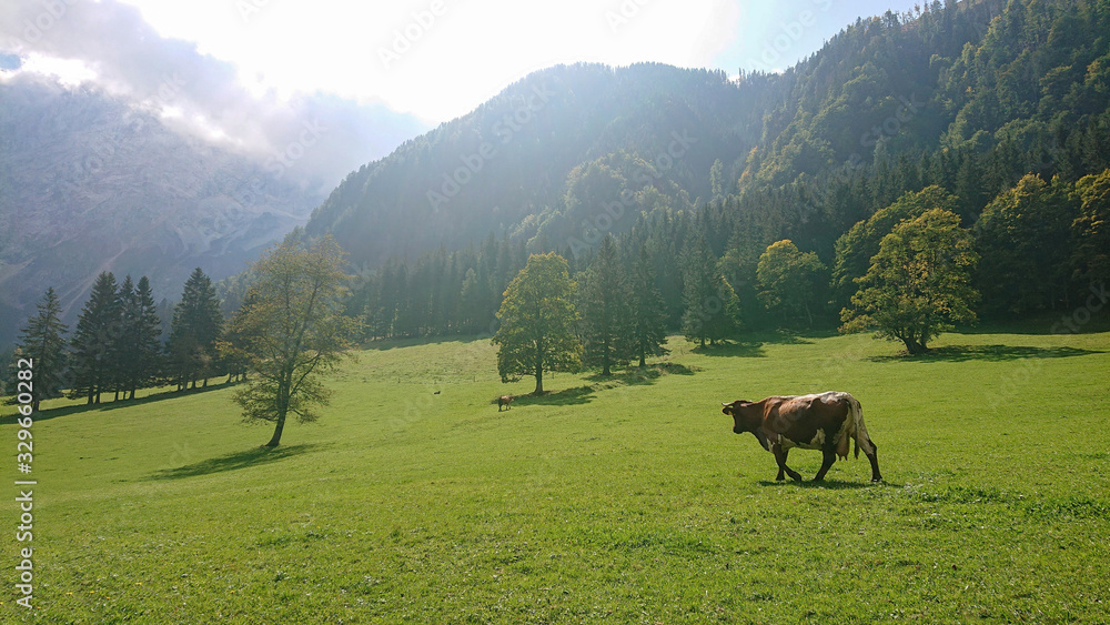 LENS FLARE: Brown cow wanders around a scenic pasture under a rocky mountain.