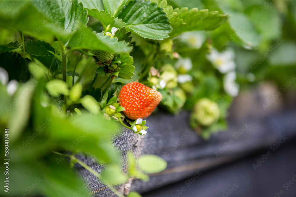 Bright red juicy strawberry as seen hanging from strawberry plant in farm 