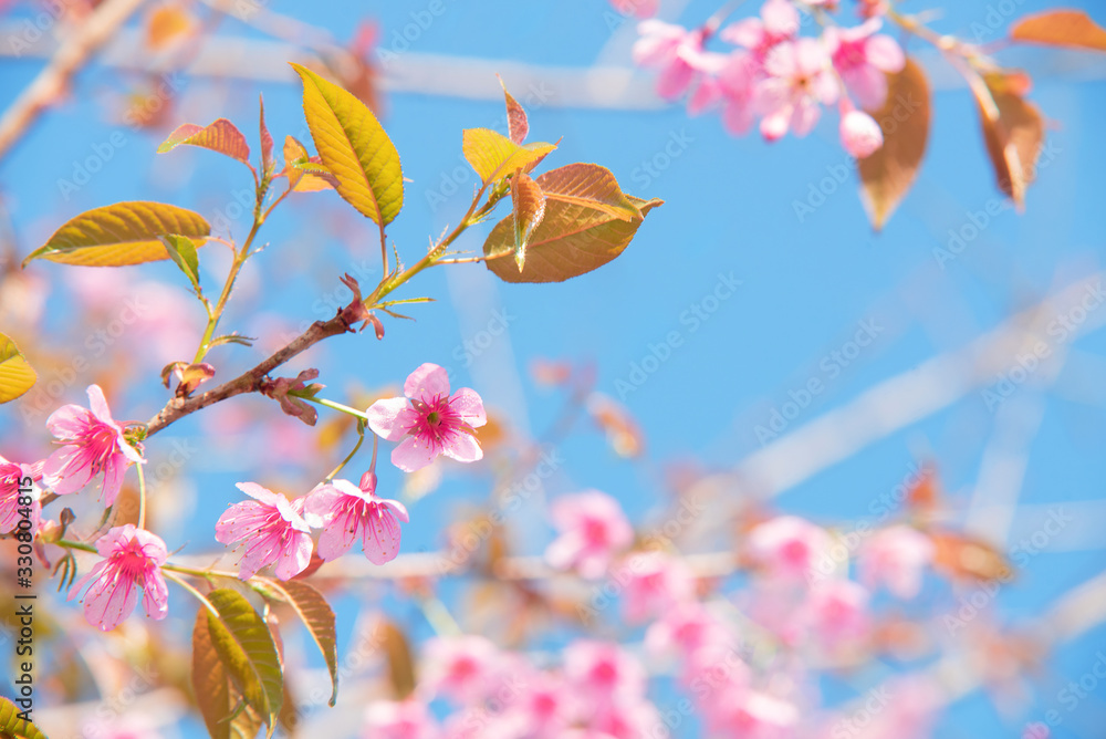 Pink cherry tree blossom flowers blooming in spring, easter time against a natural sunny blurred gar