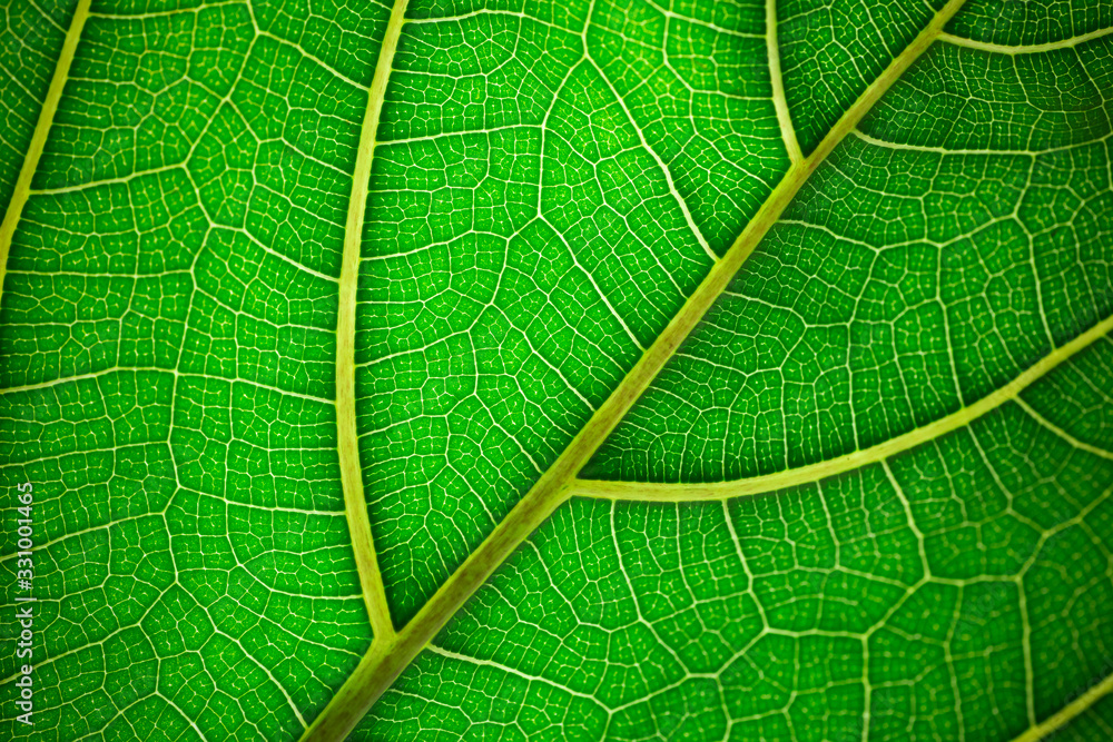 宏观植物叶片。植物叶片上的绿色纹理和图案。绿色自然有机背景