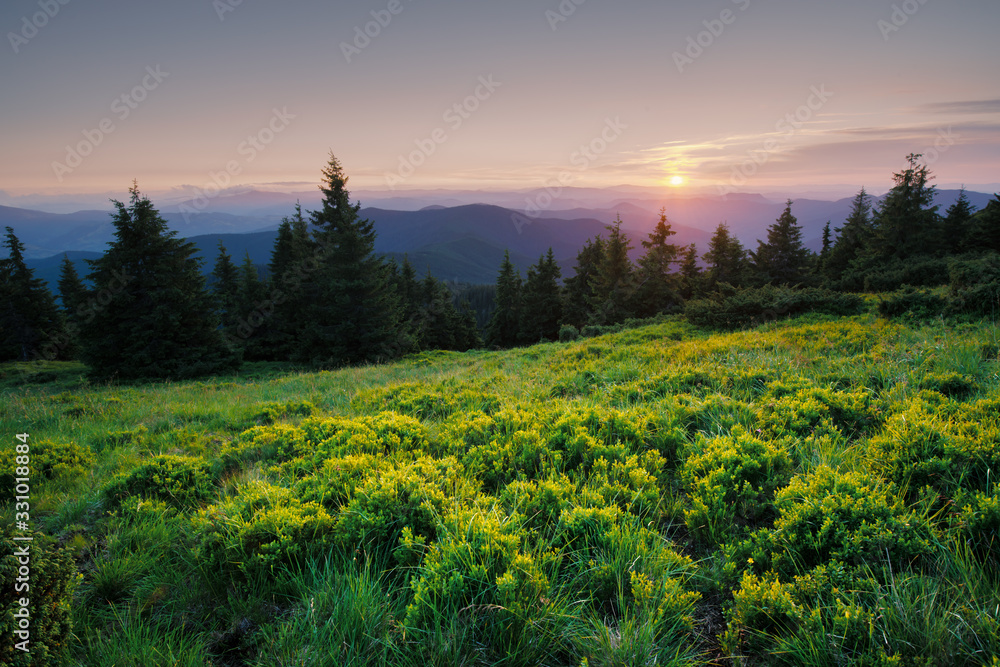 夏天，郁郁葱葱的绿草覆盖着山脉的草地。柔和的日出在前景上发光