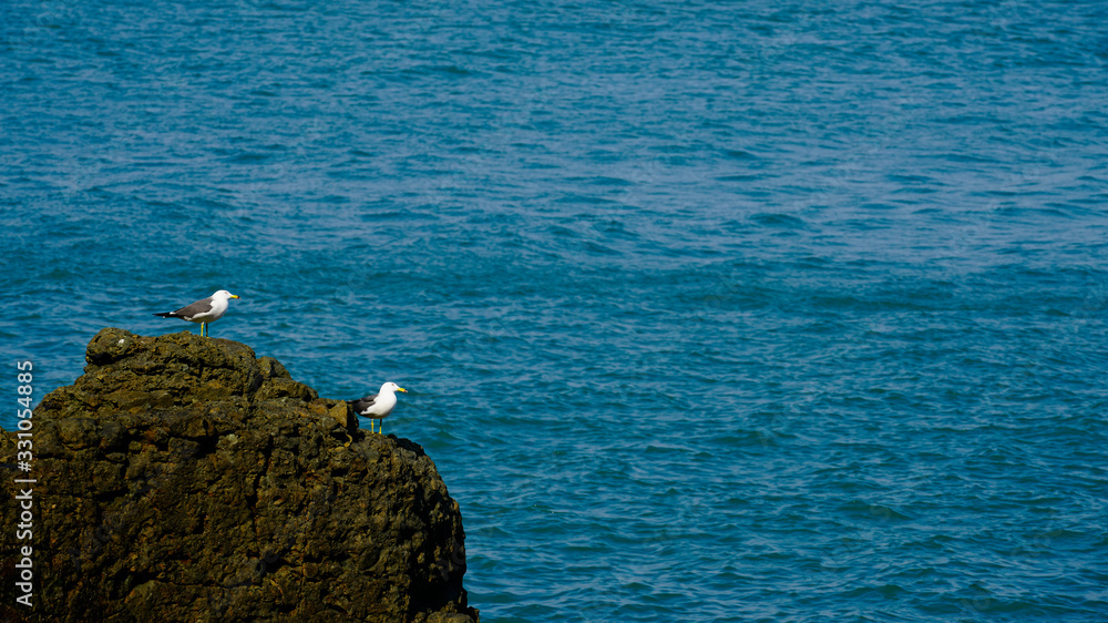 two seagulls resting on a rock